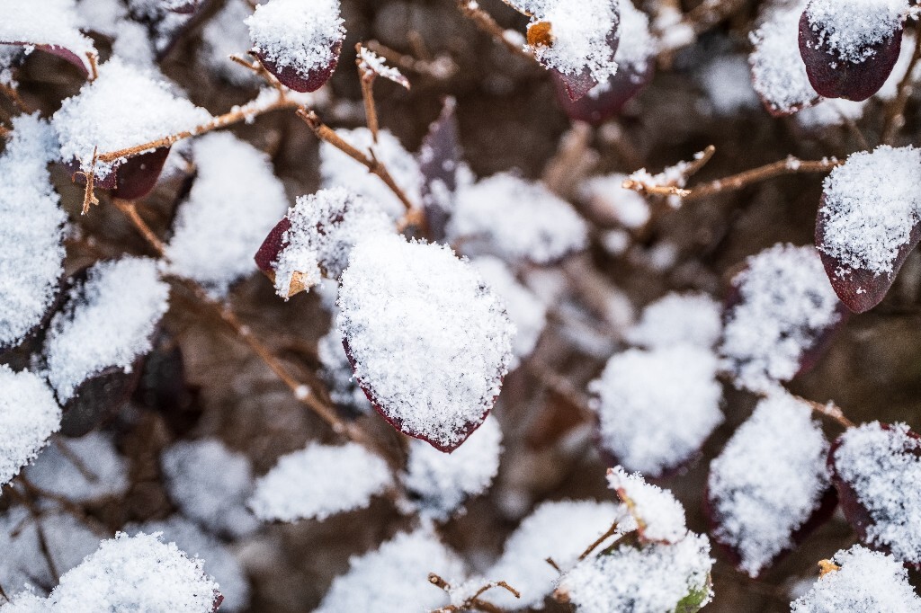 雪 雪景 自然 风光 环境 摄影 白雪 雪花 2024的第一场雪 树叶上的雪