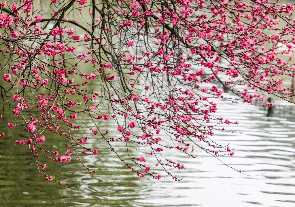 西湖桃花 桃花 自然 微距 风光 色彩 西湖之春 春天 桃红柳绿 西湖三月天