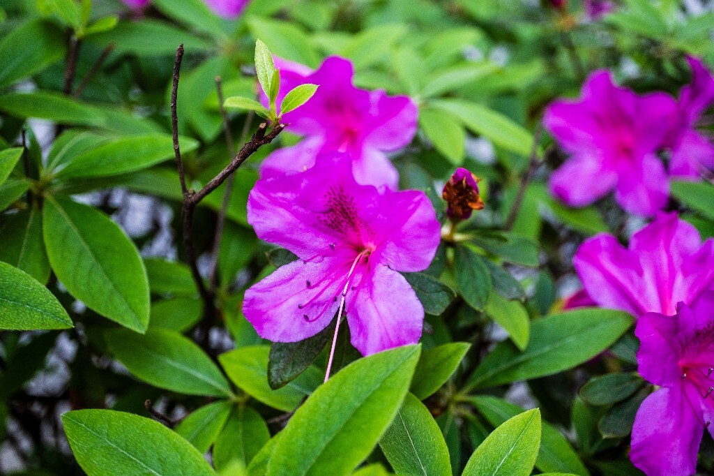 杜鹃花 山踯躅 山石榴 映山红 照山红 唐杜鹃 春鸟花 杜鹃 植物 微距 摄影 风光 自然