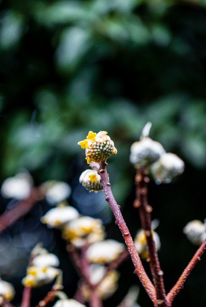 打结花 打结树 黄瑞香 喜花 梦冬花 岩泽兰 三桠皮 三叉树 蒙花 家香 山棉皮 雪花皮 梦花