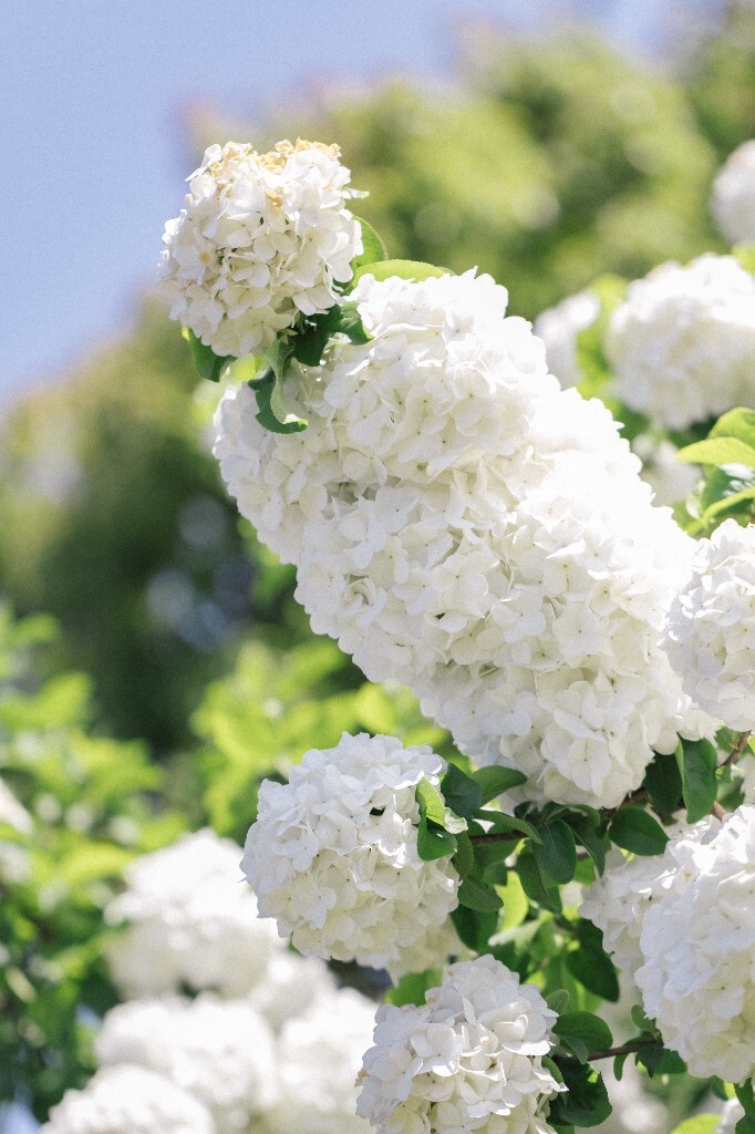 八仙花 粉团花 草绣球 紫绣球 紫阳花 绣球 木绣球 植物 风光 花草 摄影