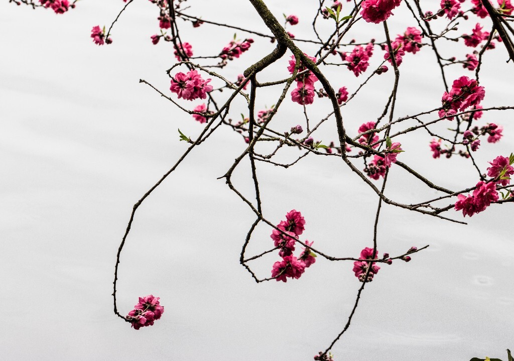 西湖桃花 桃花 自然 微距 风光 色彩 西湖之春 春天 桃红柳绿 西湖三月天