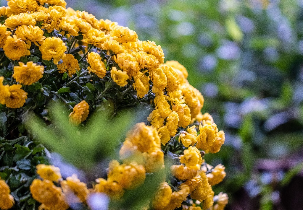 菊花 寿客 金英 黄华 秋菊 陶菊 日精 女华 延年 隐逸花 家菊 花儿 盛开的菊花