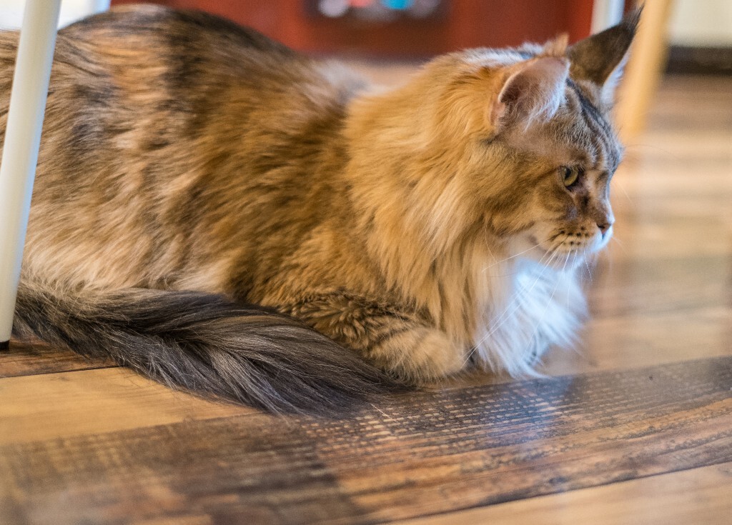 猫 宠物 动物 图片 摄影 喵星人 猫猫