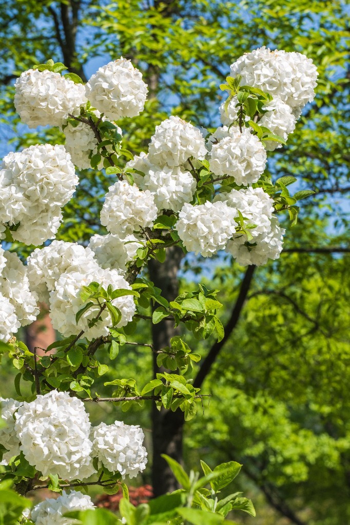 八仙花 粉团花 草绣球 紫绣球 紫阳花 绣球 木绣球 植物 摄影 风光 花朵 花儿 绣球花