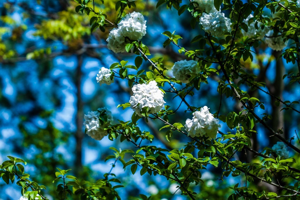 八仙花 粉团花 草绣球 紫绣球 紫阳花 绣球 木绣球 摄影 风光 植物花朵 旅行