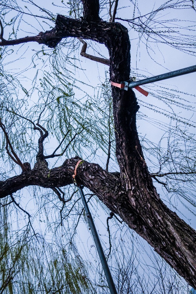 西湖风光 西湖柳树 摄影 风光 自然 西湖风光 旅行 植物 柳树