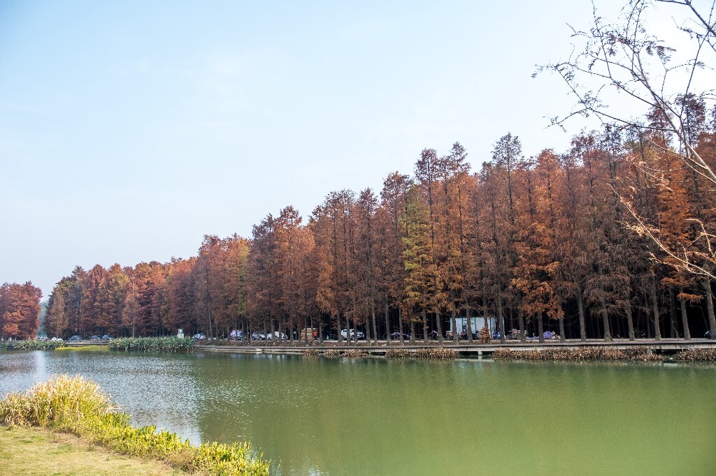 落叶乔木 水杉 梳子杉 树木 秋季 秋天 秋天的颜色 图片 摄影 风光 旅游