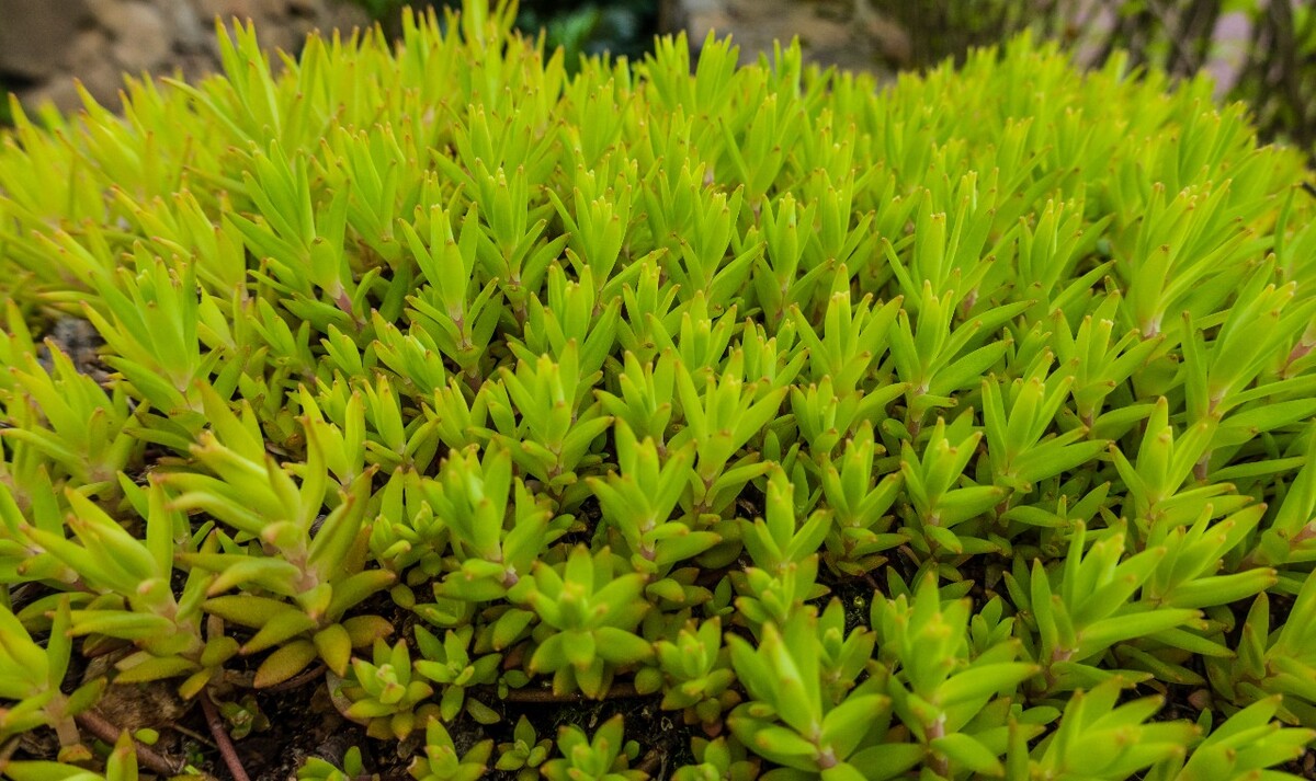 佛指甲 铁指甲 狗牙菜 金莿插  佛甲草 摄影 图片 关系 植物 