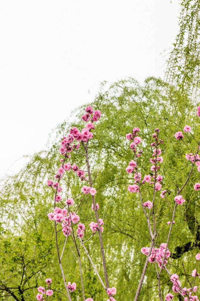 西湖桃花 桃花 自然 微距 风光 色彩 西湖之春 春天 桃红柳绿 西湖三月天