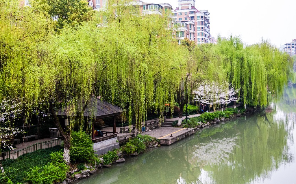 樱花 花朵 植物 风光 自然 自然风光 花开 盛开的樱花 旅行 摄影 东河 小河