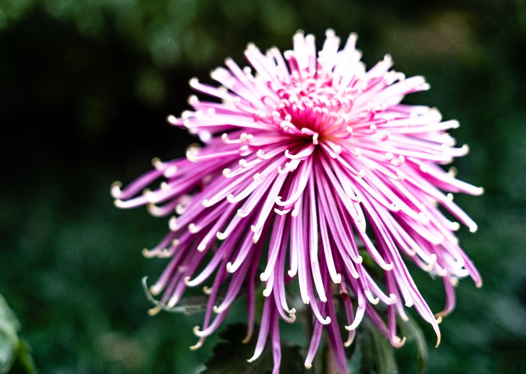 菊花 寿客 金英 黄华 秋菊 陶菊 日精 女华 延年 隐逸花 家菊 花儿 盛开的菊花