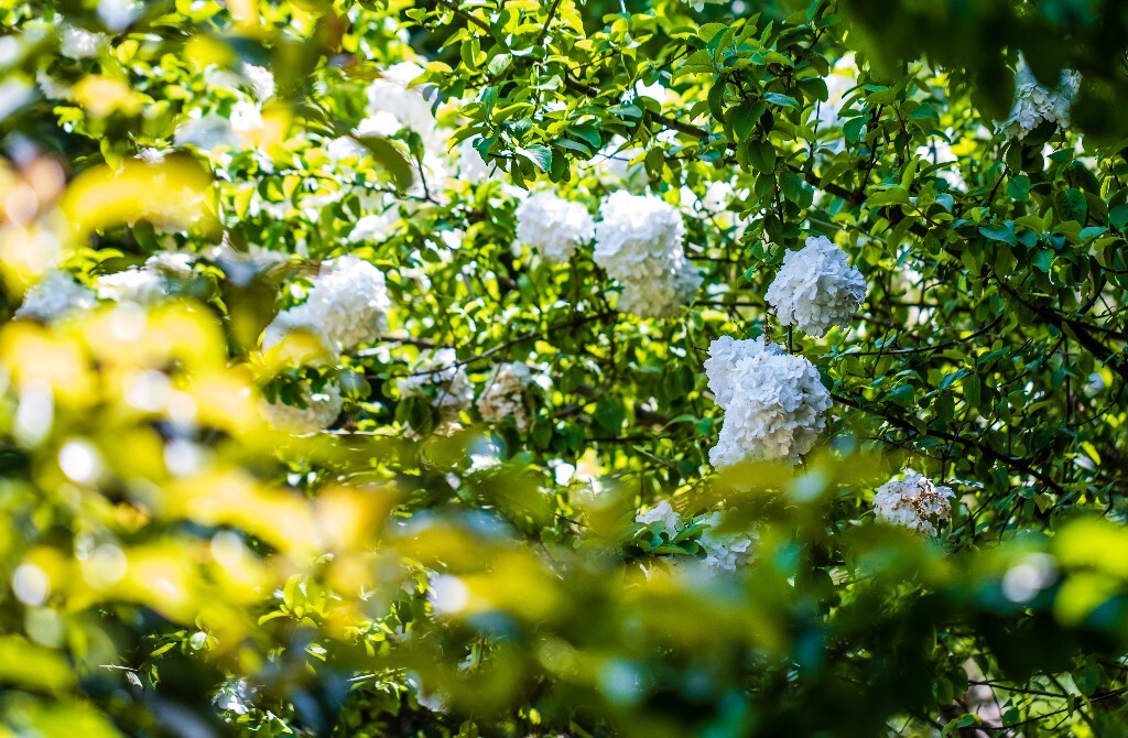 八仙花 粉团花 草绣球 紫绣球 紫阳花 绣球 木绣球 摄影 风光 植物花朵 旅行