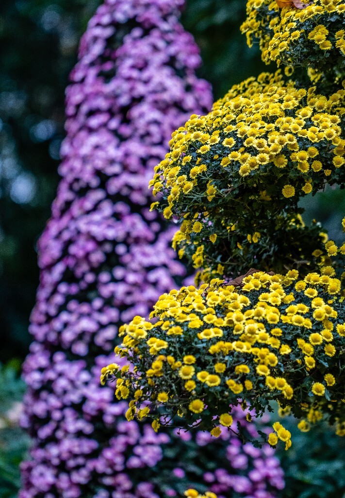 菊花 寿客 金英 黄华 秋菊 陶菊 日精 女华 延年 隐逸花 家菊 花儿 盛开的菊花