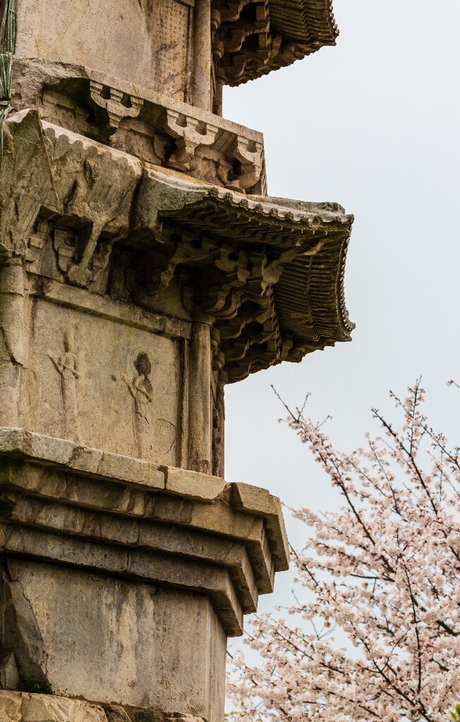 白塔 樱花 建筑 风光 摄影 花 植物