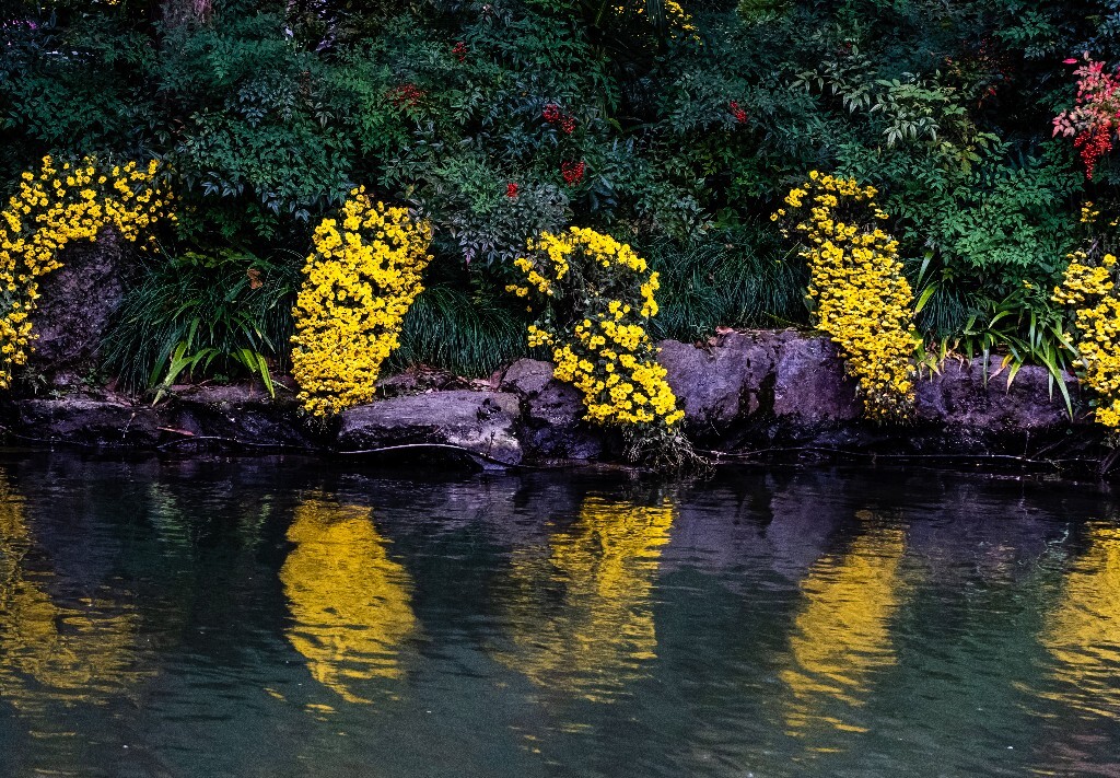 菊花 寿客 金英 黄华 秋菊 陶菊 日精 女华 延年 隐逸花 家菊 花儿 盛开的菊花