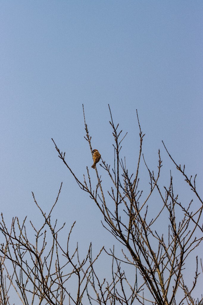 柳树 垂柳 西湖柳树 二月的柳树 西湖柳树 风光 自然 摄影 西湖风光