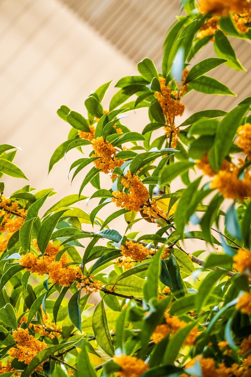 岩桂 木犀 九里香 金 植物 摄影 花草 桂花 金桂 银桂 丹桂 月桂