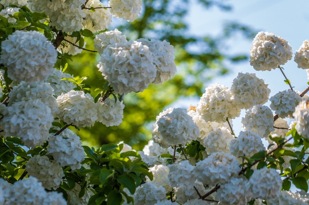 绣球 八仙花 粉团花 草绣球 紫绣球 紫阳花 木绣球 植物 花草摄影 花朵 花儿