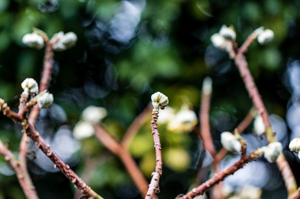 打结花 打结树 黄瑞香 喜花 梦冬花 岩泽兰 三桠皮 三叉树 蒙花 家香 山棉皮 雪花皮 梦花