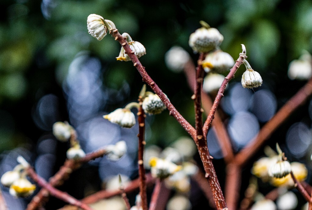 打结花 打结树 黄瑞香 喜花 梦冬花 岩泽兰 三桠皮 三叉树 蒙花 家香 山棉皮 雪花皮 梦花