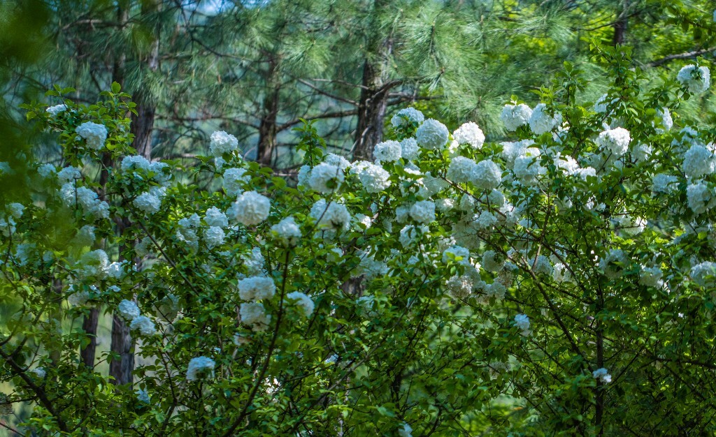 绣球 八仙花 粉团花 草绣球 紫绣球 紫阳花 山绣球