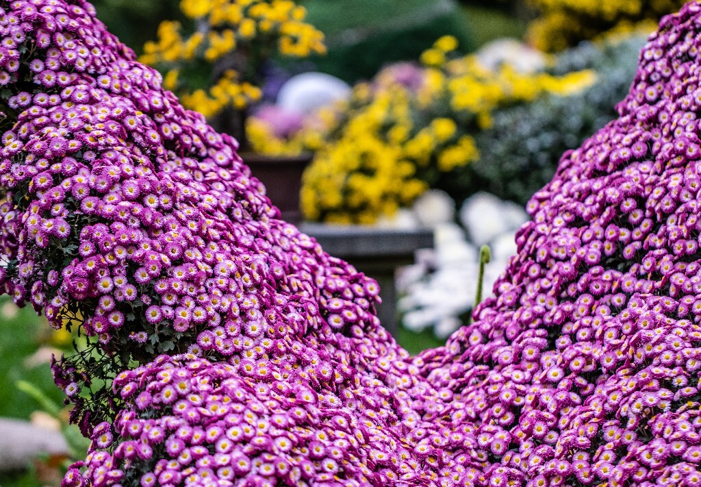 菊花 寿客 金英 黄华 秋菊 陶菊 日精 女华 延年 隐逸花 家菊 花儿 盛开的菊花