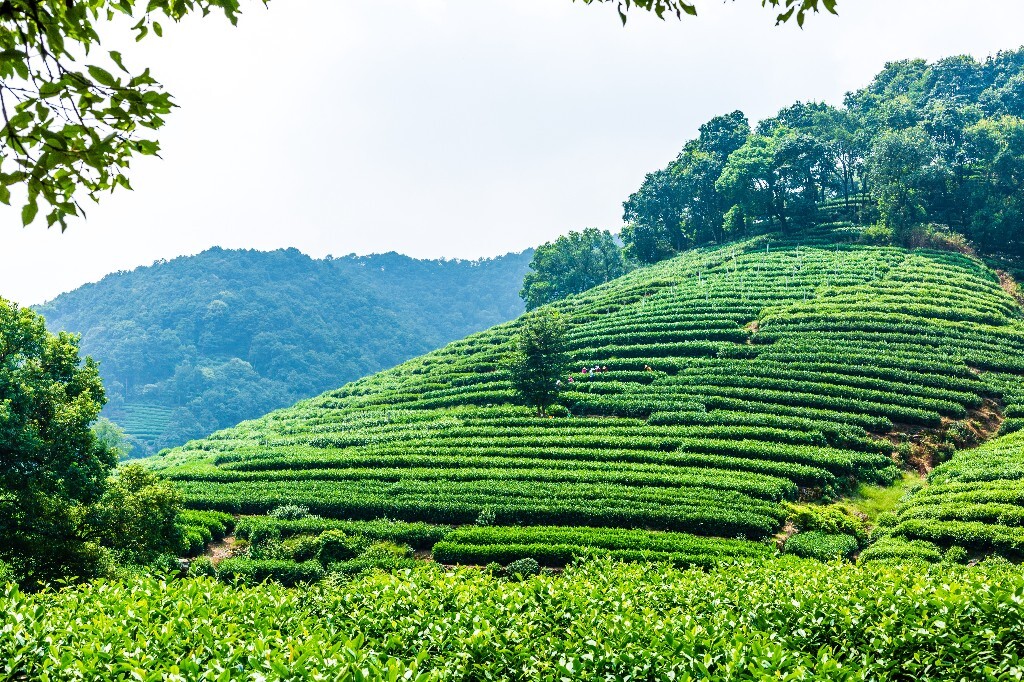 植物 风光 摄影 茶园风光 龙井茶园 旅行 自然 风光 采茶人