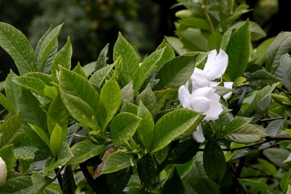 植物 栀子花 风光 自然 花草 花朵 盛开的栀子花 摄影 旅行 