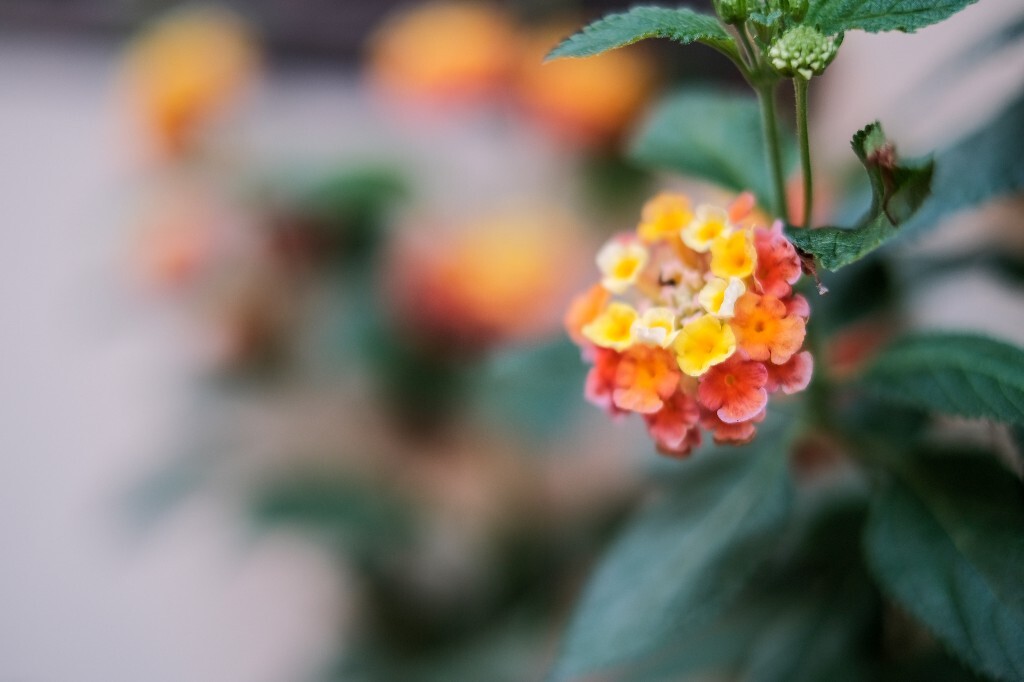 五色梅 臭草 马缨丹  花朵 花儿 摄影 植物 花草