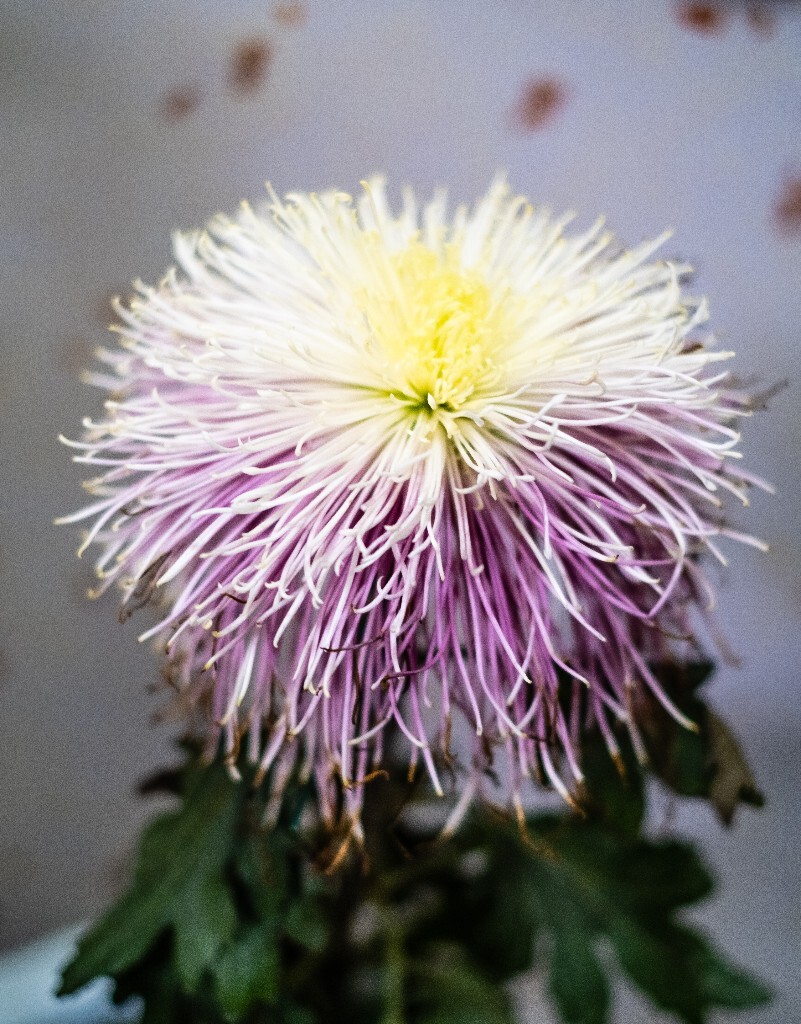 菊花 寿客 金英 黄华 秋菊 陶菊 日精 女华 延年 隐逸花 家菊 花儿 盛开的菊花