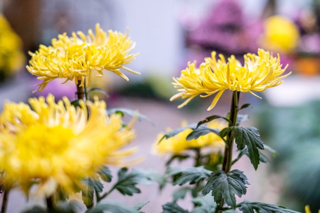 菊花 寿客 金英 黄华 秋菊 陶菊 日精 女华 延年 隐逸花 家菊 花儿 盛开的菊花