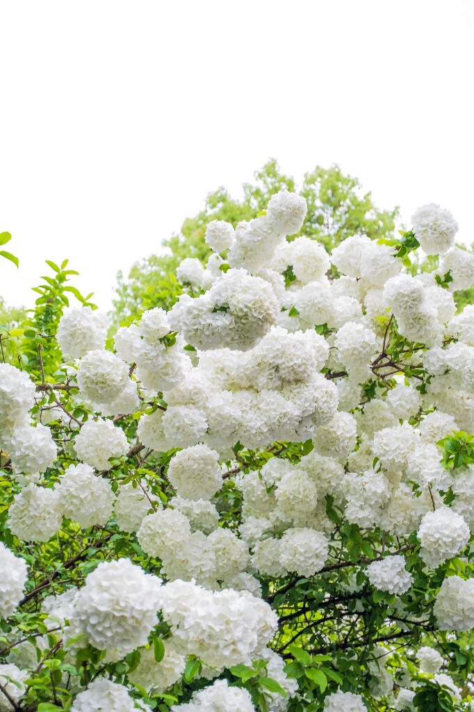 八仙花 紫阳花 七变花 洋绣球 粉团花 绣球花 植物 摄影 风光 自然 微距 花