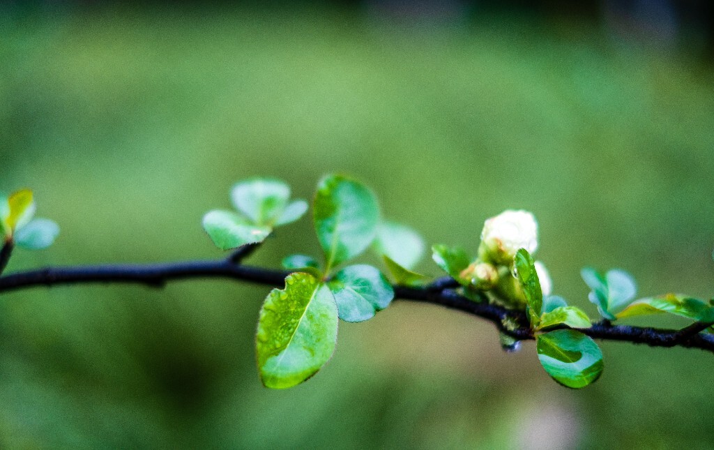 花草 花卉  海棠花  图片 摄影 风光  花朵 花儿