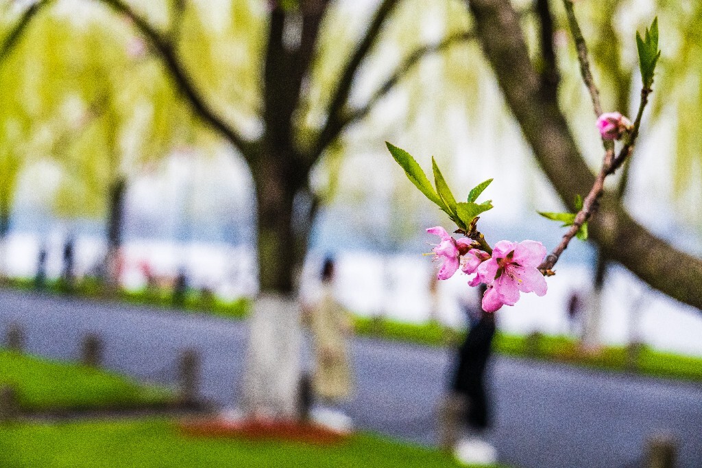 桃红柳绿 自然 风光 西湖风光 摄影 桃花 桃红 柳树 柳叶 旅行