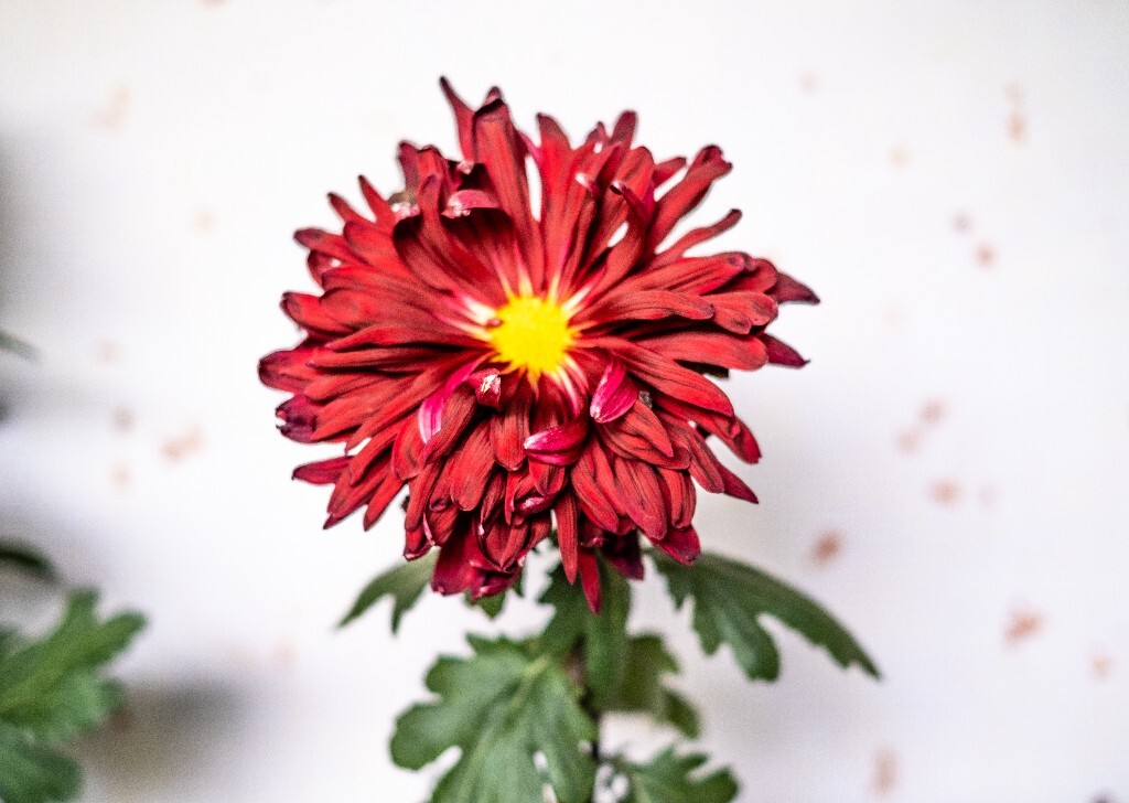 菊花 寿客 金英 黄华 秋菊 陶菊 日精 女华 延年 隐逸花 家菊 花儿 盛开的菊花