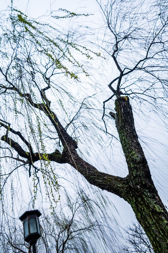 柳树 风光 西湖风光 自然 摄影 西湖柳树 旅行 春天 植物 柳叶