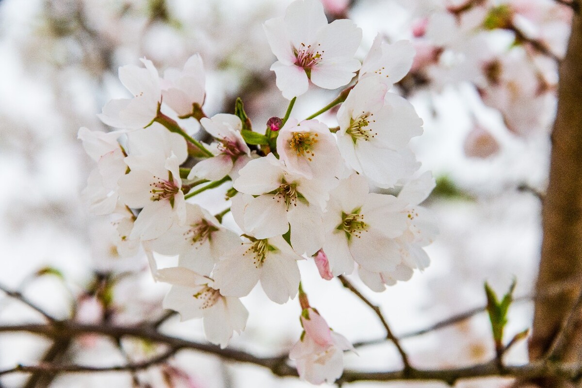 日本樱花 樱花 东京樱花 Cherry Tree 花儿 花卉 植物 太子湾樱花 樱花