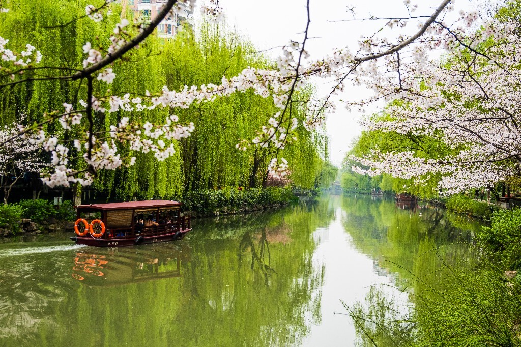 樱花 自然 风光 自然风光 盛开的樱花 花草 花朵 旅行