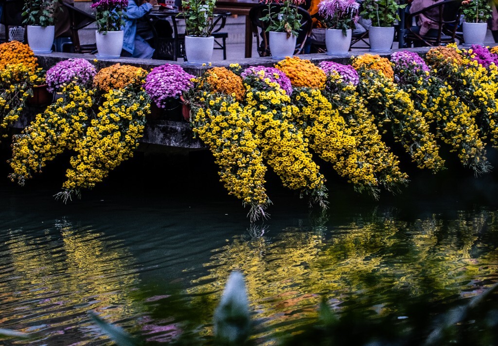 菊花 寿客 金英 黄华 秋菊 陶菊 日精 女华 延年 隐逸花 家菊 花儿 盛开的菊花