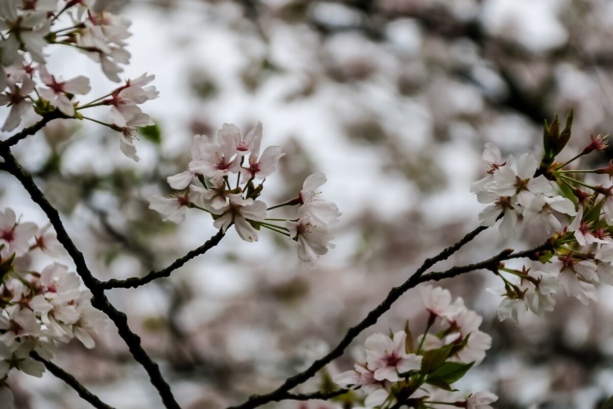 日本樱花 樱花 东京樱花 Cherry Tree 花儿 花卉 植物 太子湾樱花 樱花