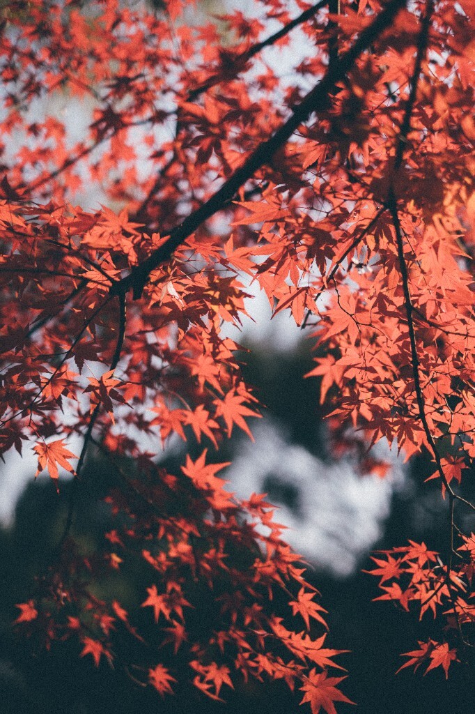 枫叶 红叶 树叶 秋季 秋天 图片 摄影 风光 自然