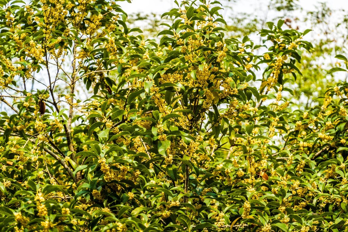 桂花 花朵 植物 摄影 旅行 花儿 金桂 银桂