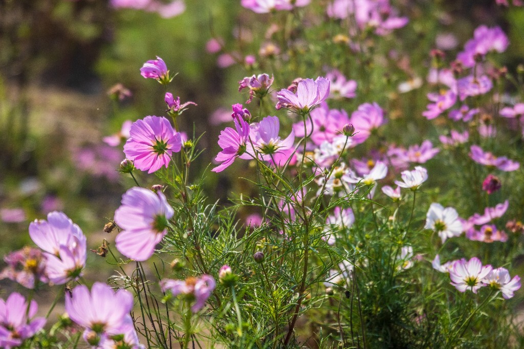 秋英 波斯菊 大波斯菊 痢疾草 植物 花朵花儿 旅行 风光