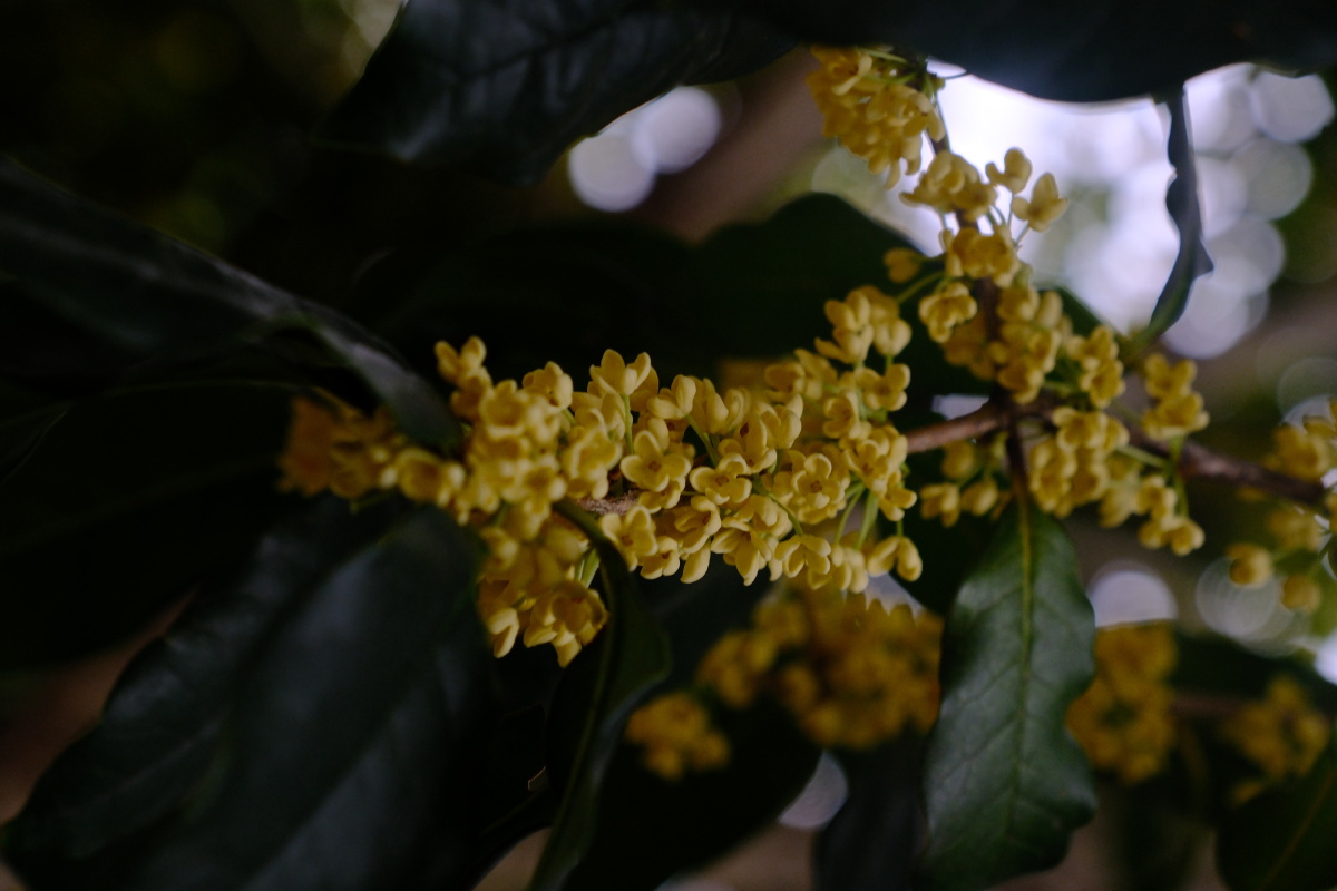 桂花 富士直出 风光 花朵花卉 风光摄影  桂花摄影 满觉陇