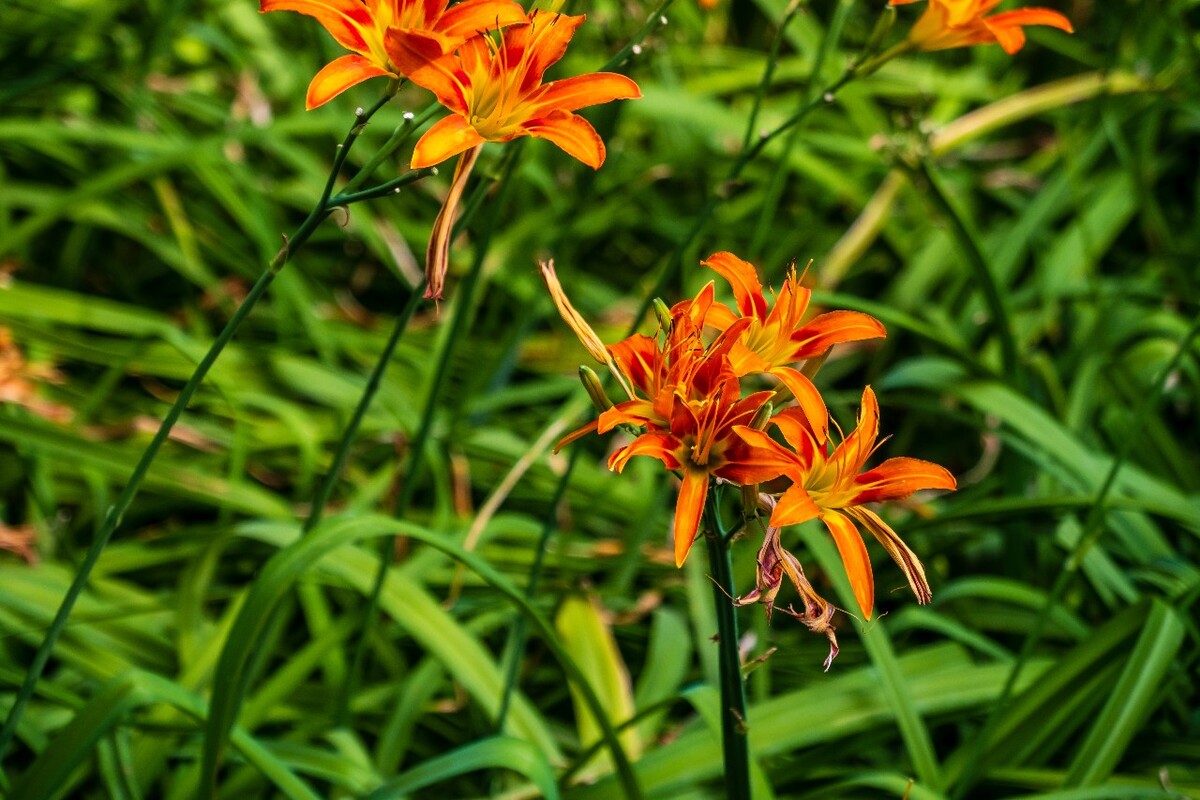金针菜 鹿葱 川草花 忘郁 丹棘 萱草 植物 花草 摄影