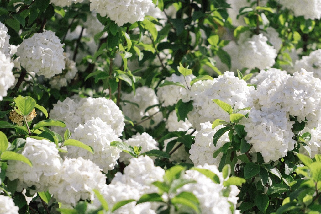 八仙花 粉团花 草绣球 紫绣球 紫阳花 绣球 木绣球 植物 风光 花草 摄影