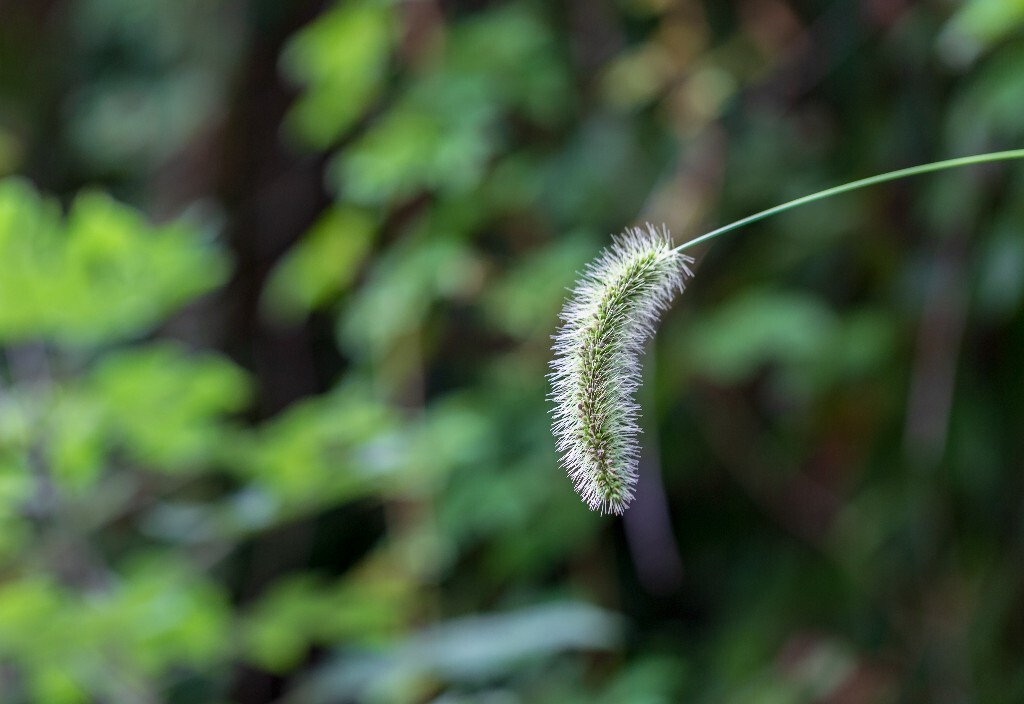 狗尾草 狗尾巴草  植物 草 风光 摄影