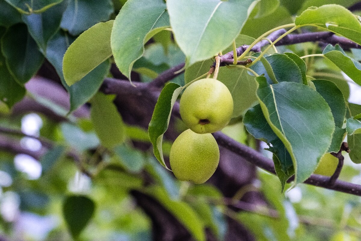 树上的梨 水果 摄影 自然 果实 果树 