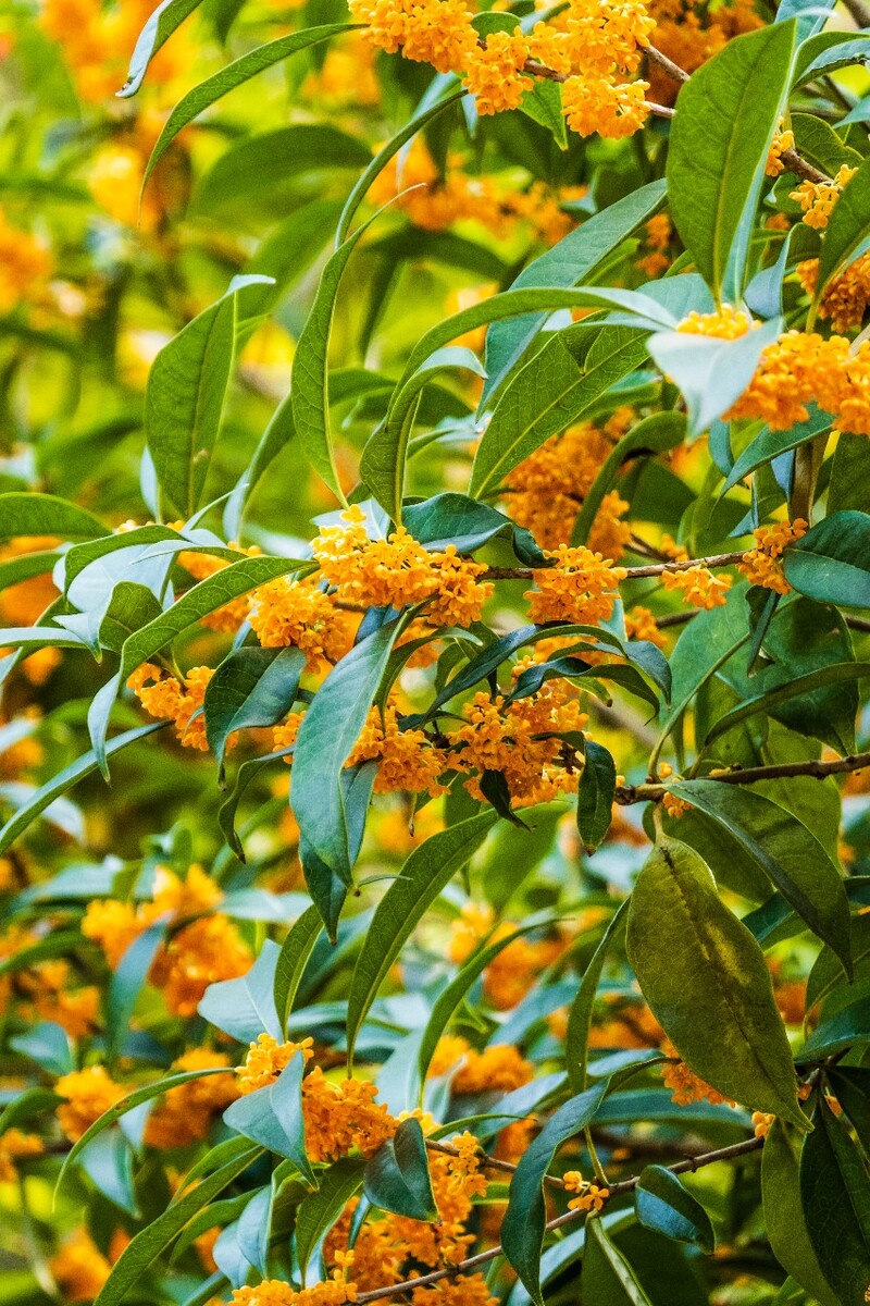 岩桂 木犀 九里香 金 植物 摄影 花草 桂花 金桂 银桂 丹桂 月桂